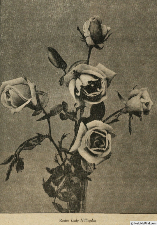 'Lady Hillingdon (Tea, Lowe & Shawyer, 1910)' rose photo