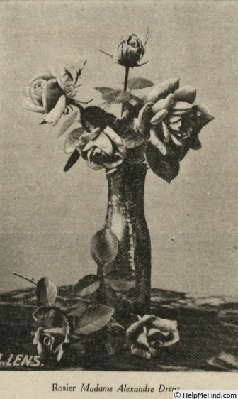'Madame Alexandre Dreux' rose photo