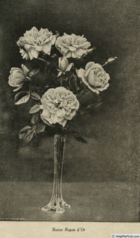 'Rayon d'Or (Pernetiana, Pernet-Ducher, 1909)' rose photo