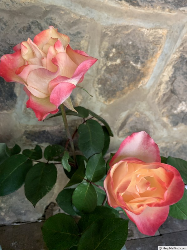 'Frank Kingdon Ward ™' rose photo