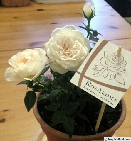 'White RosAroma ®' rose photo