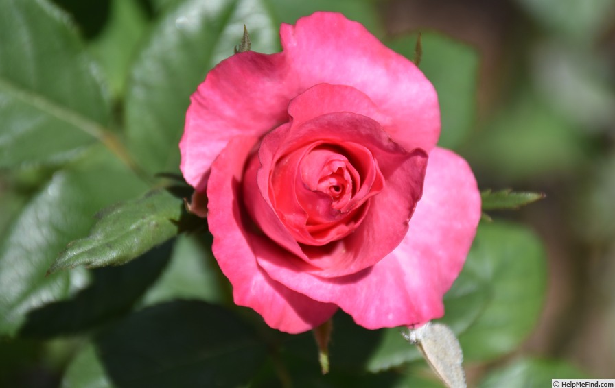 'Royal Dream ™' rose photo