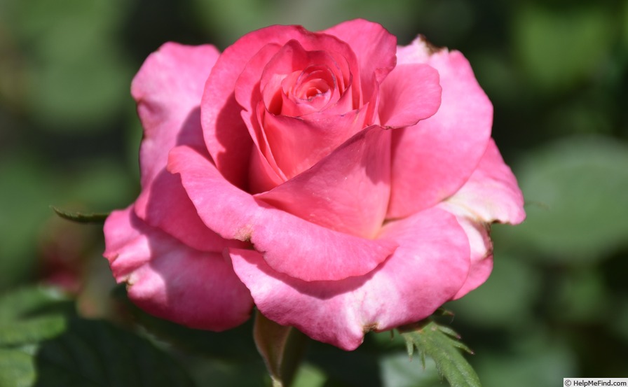 'Royal Dream ™' rose photo