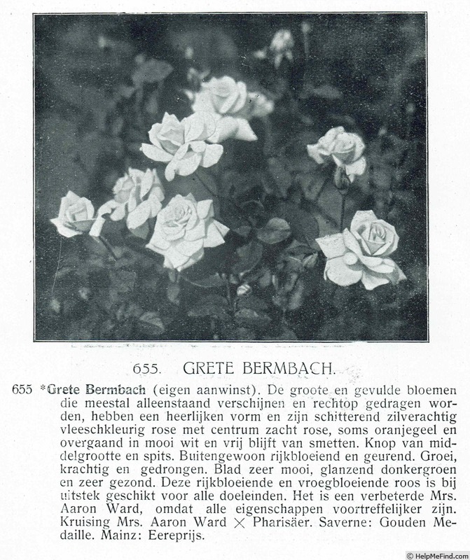 'Grete Bermbach' rose photo