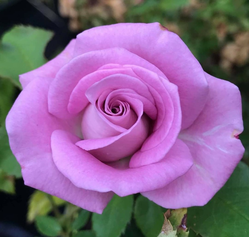 'Silverhill' rose photo