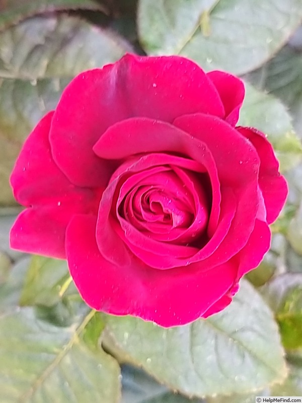 'You and Me ®' rose photo