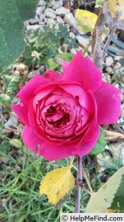 'Young Lycidas' rose photo