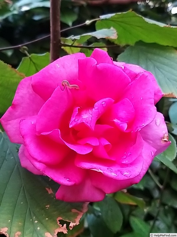 'XXL ®' rose photo