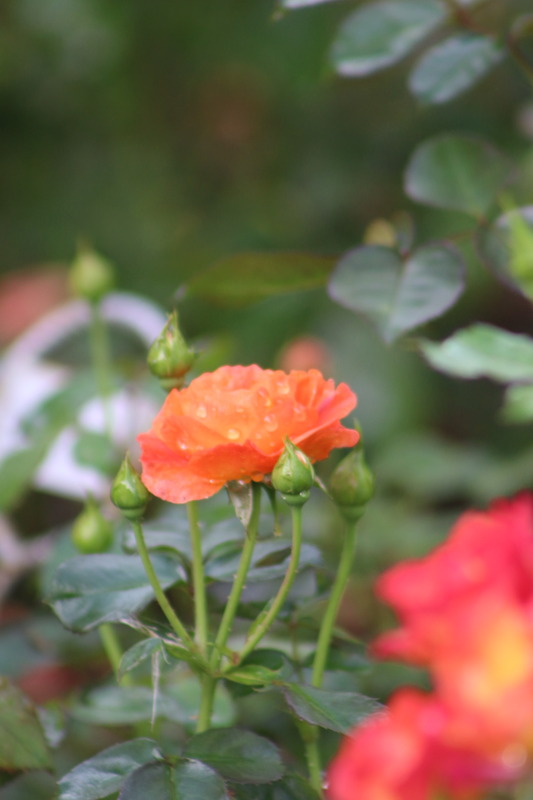 'Morning Sun ® (floribunda, Evers/Tantau, 2010/16)' rose photo
