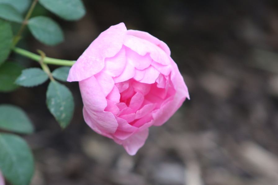 'Skylark (shrub, Austin, 2007)' rose photo