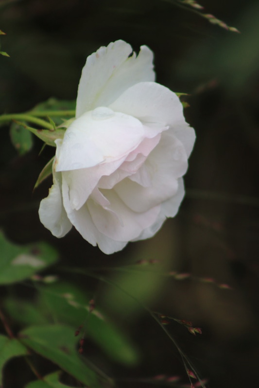 'Dagmar Späth' rose photo