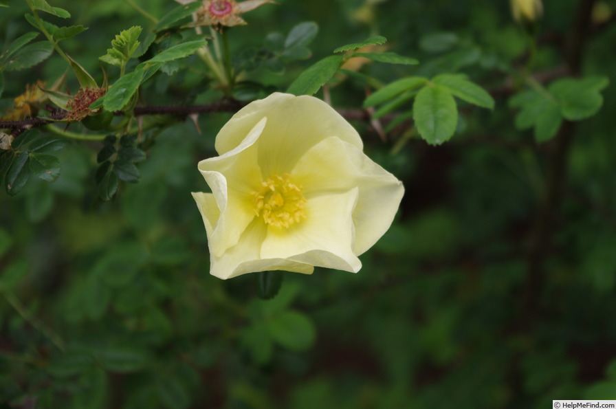 'Cantabrigiensis' rose photo