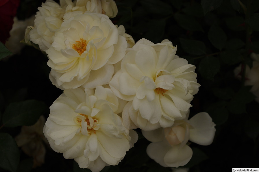 'Queens Jubilee Rose' rose photo