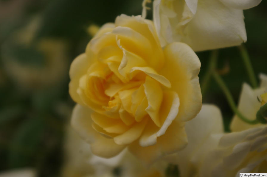 'Malvern Hills ®' rose photo