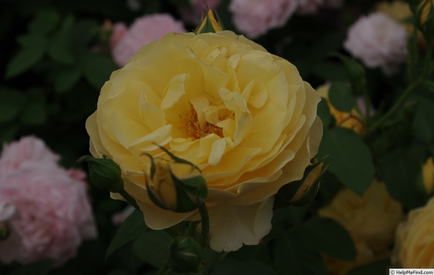 'Graham Thomas' rose photo