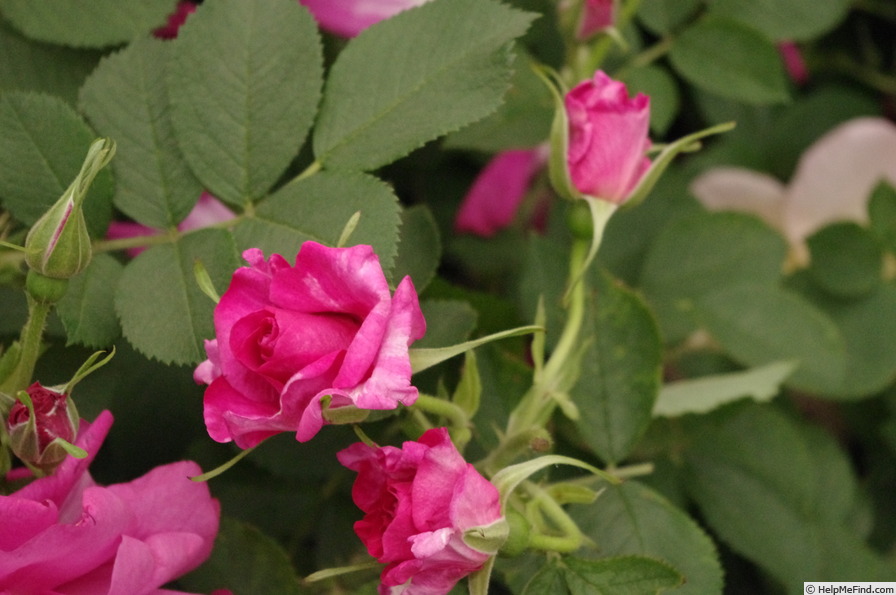 'Wild Edric' rose photo