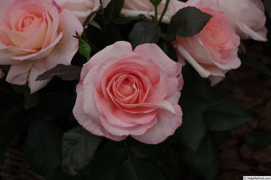 'Bloom of Ruth' rose photo