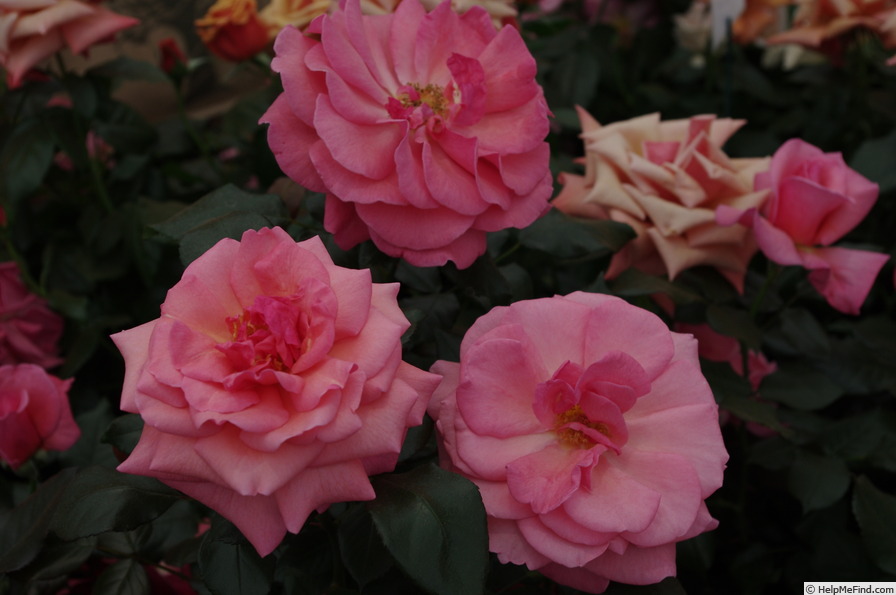 'Gordon's College' rose photo