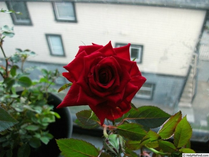 'Maurine Neuberger ™' rose photo