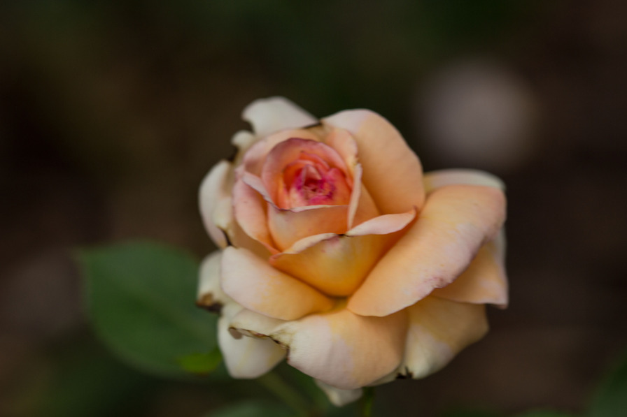 'Belle du Seigneur ®' rose photo
