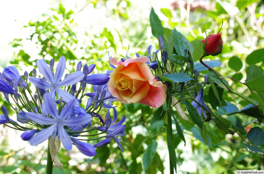 'La Jolla' rose photo