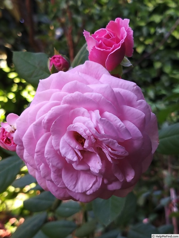 'KORtekcho' rose photo