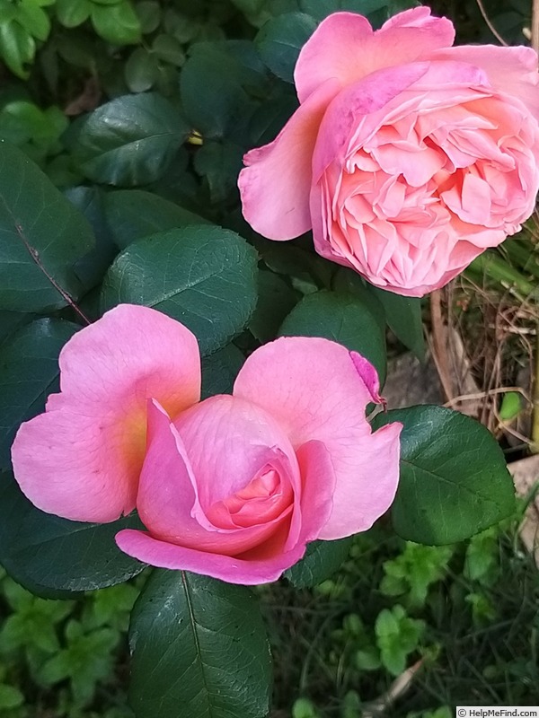 'Mademoiselle Meilland ®' rose photo