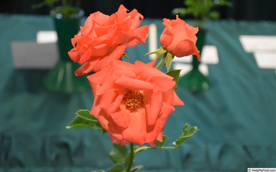 'Orange Silk' rose photo