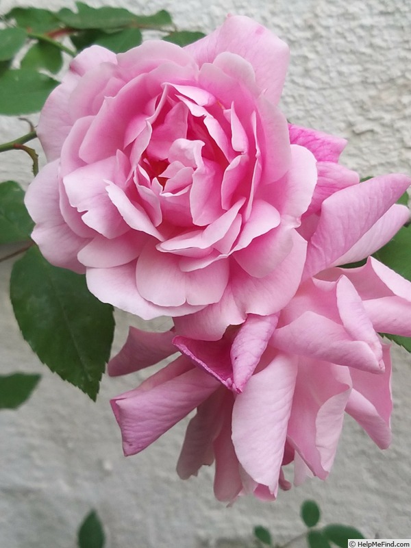 'Old Blush' rose photo