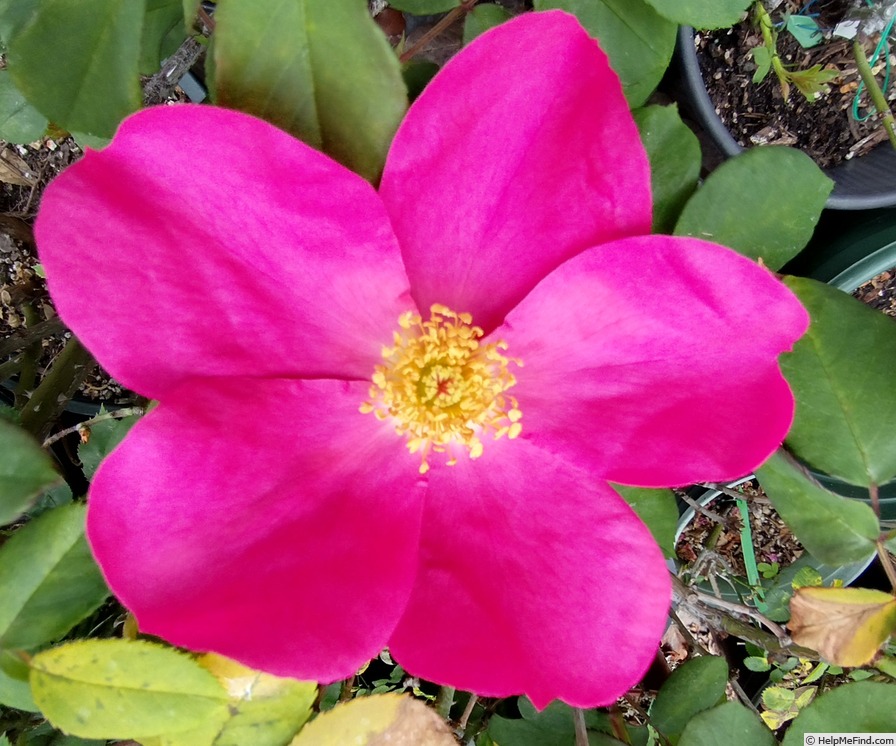 'Rose of Picardy' rose photo