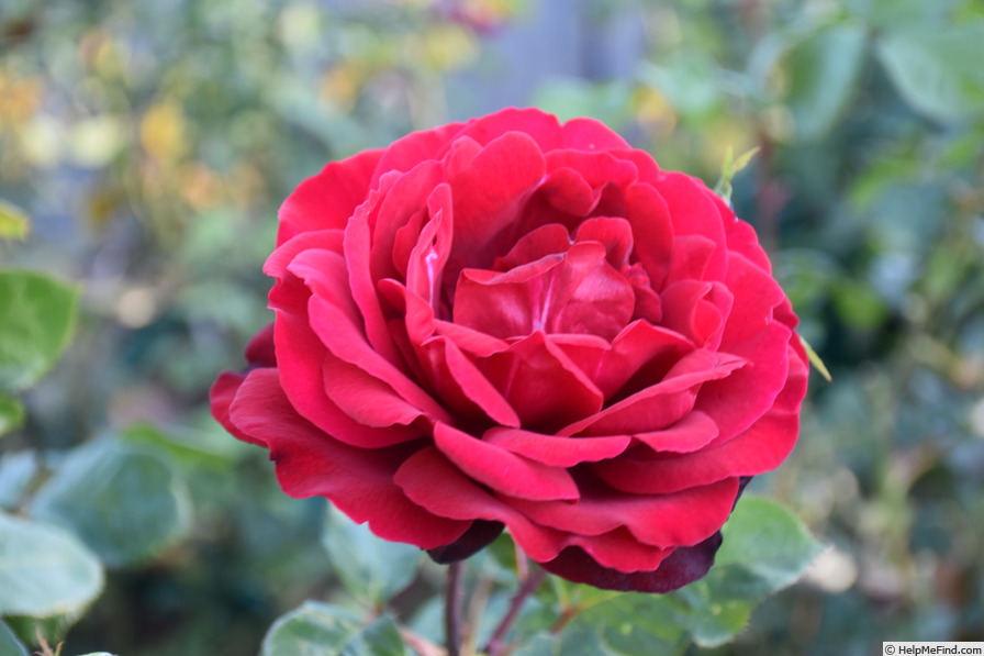 'Samouraï ® (grandiflora, Meilland, 1966)' rose photo