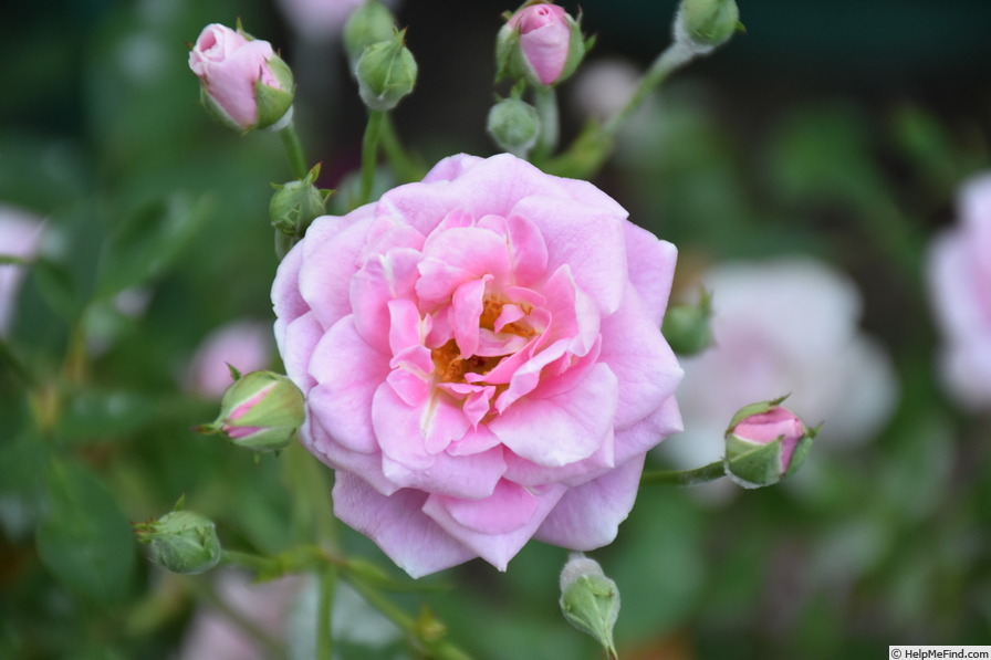 'Pink Cameo' rose photo
