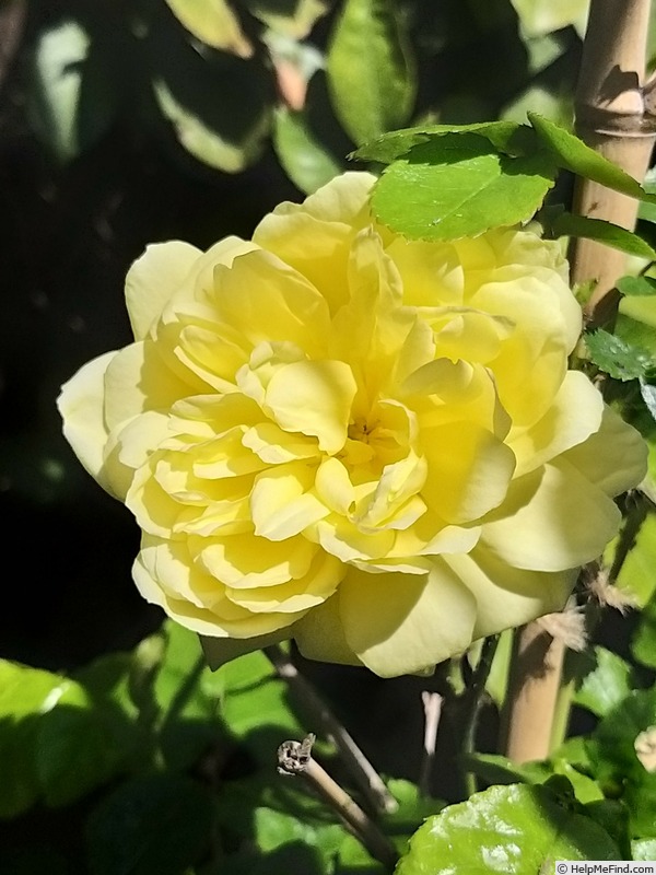 'Anny Duperey ®' rose photo