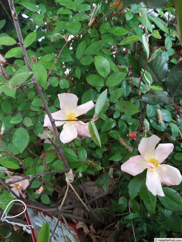 'Mutabilis (china, Unknown, before 1894)' rose photo