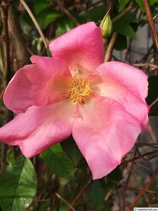 'Mutabilis (china, Unknown, before 1894)' rose photo