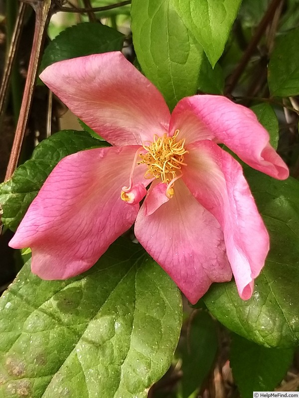 'Mutabilis (china, Unknown, before 1894)' rose photo