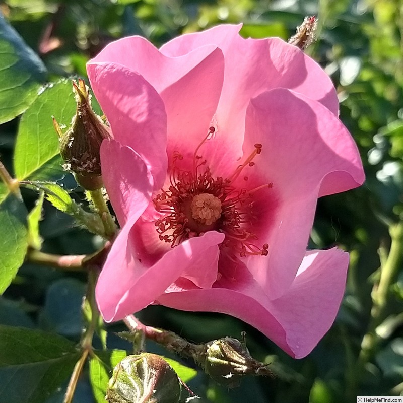 'Peace and Love ® (hybrid hulthemia, Warner, 2006)' rose photo