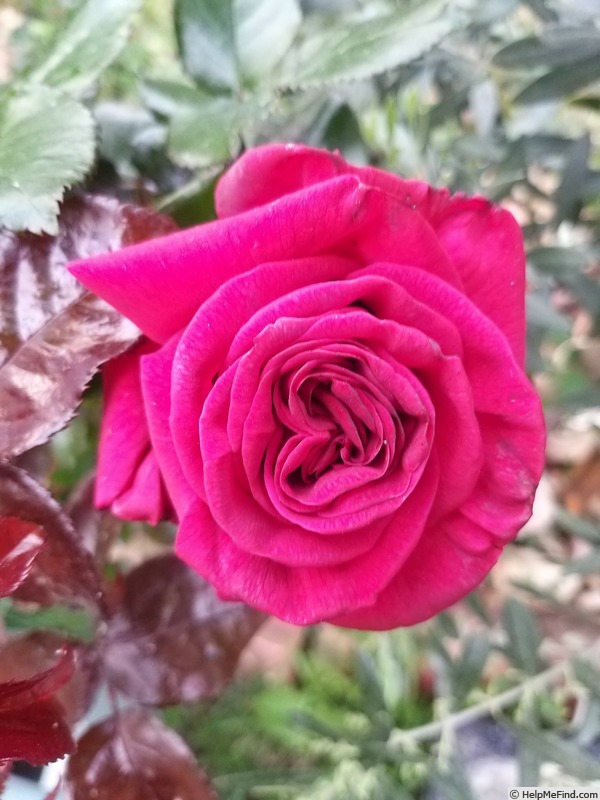 'Grande Classe (hybrid tea, Adam 1993)' rose photo