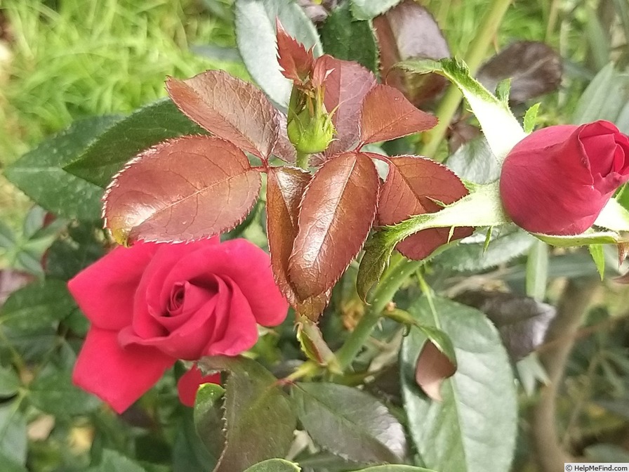 'Grande Classe (hybrid tea, Adam 1993)' rose photo