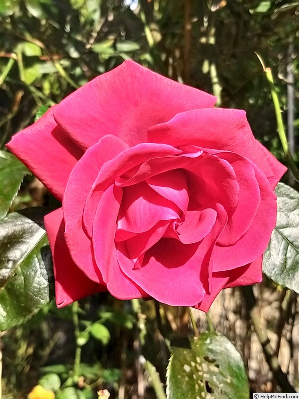 'Grande Classe (hybrid tea, Adam 1993)' rose photo