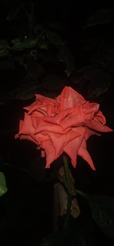 'Derek Nimmo' rose photo
