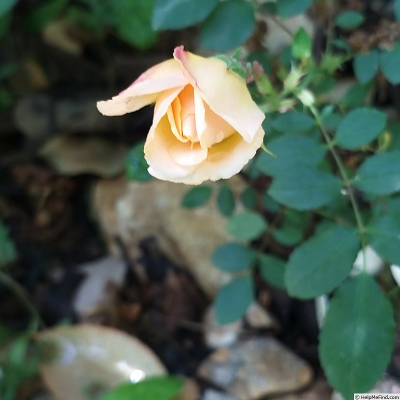 'Sunshine (polyantha, Robichon/Cutbush, 1927)' rose photo