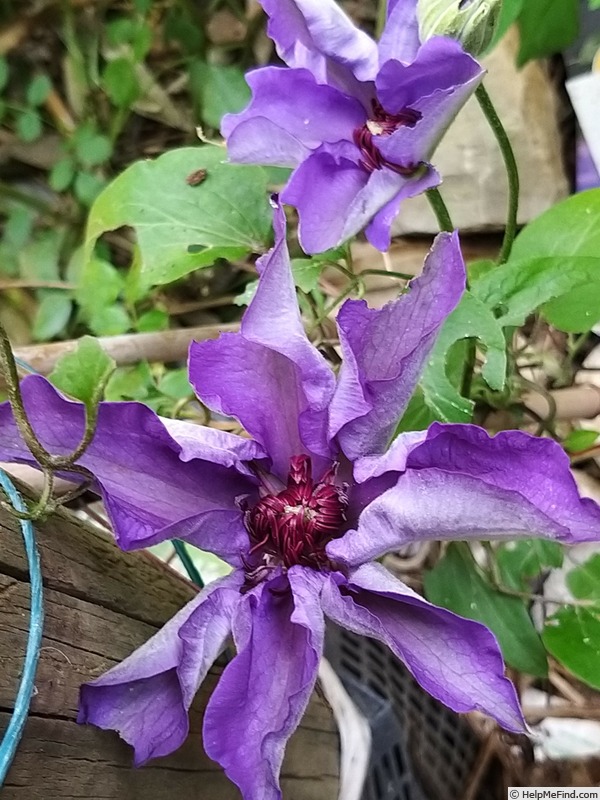 'The President' clematis photo