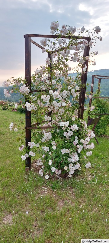 'Adélaide d'Orléans (hybrid sempervirens, Jacques, 1825)' rose photo