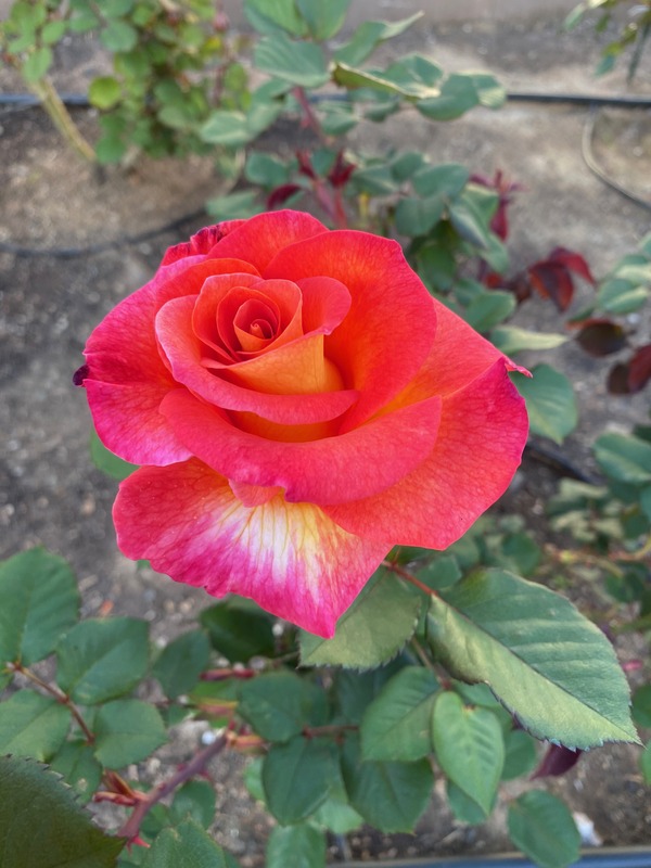 'Parfum de Grasse ®' rose photo