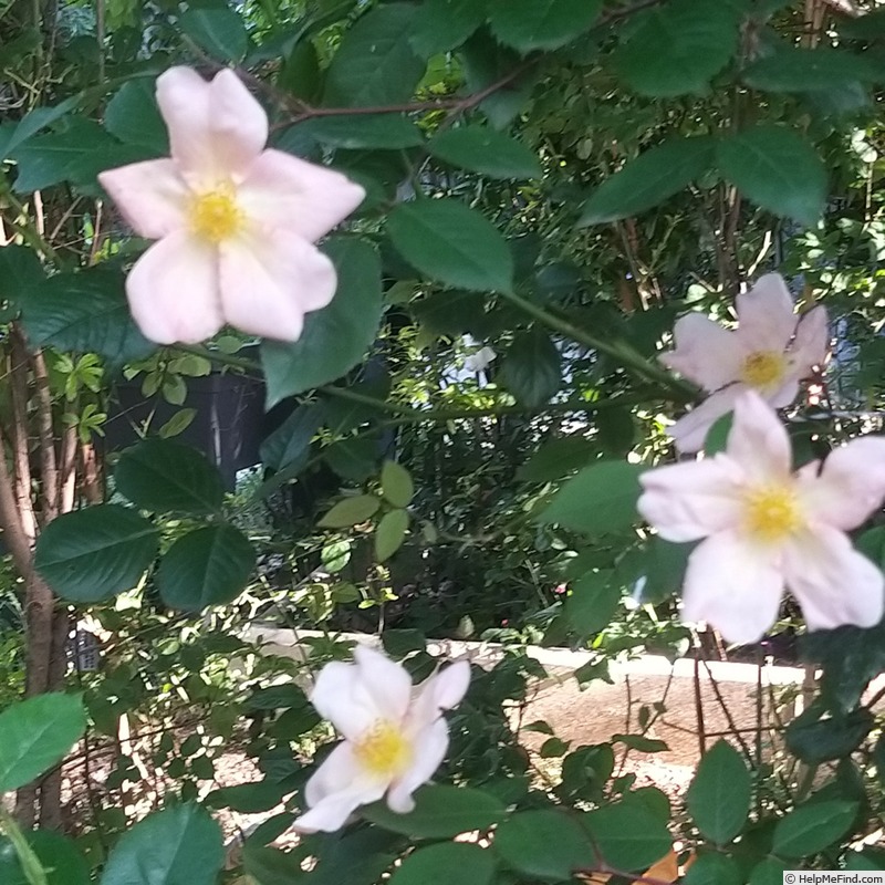 'Mutabilis (china, Unknown, before 1894)' rose photo