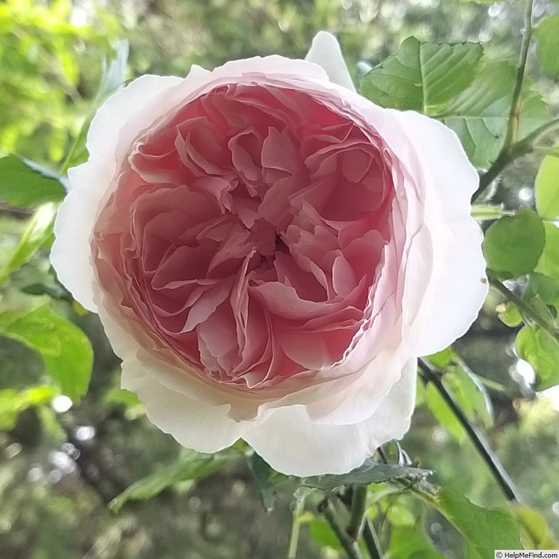 'The Wedgwood Rose' rose photo