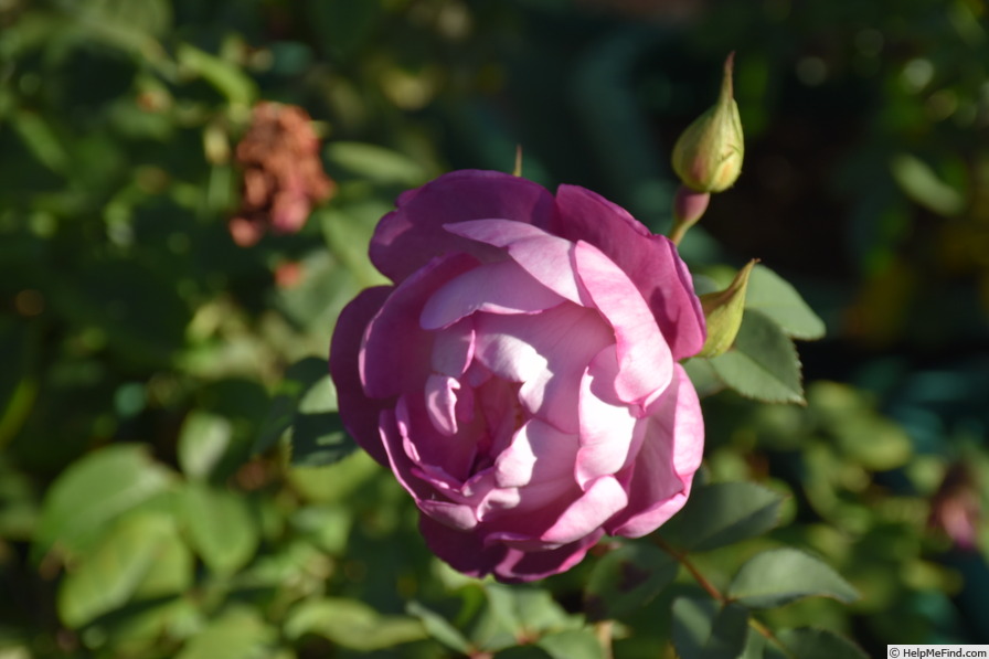 'Dusky Moon' rose photo