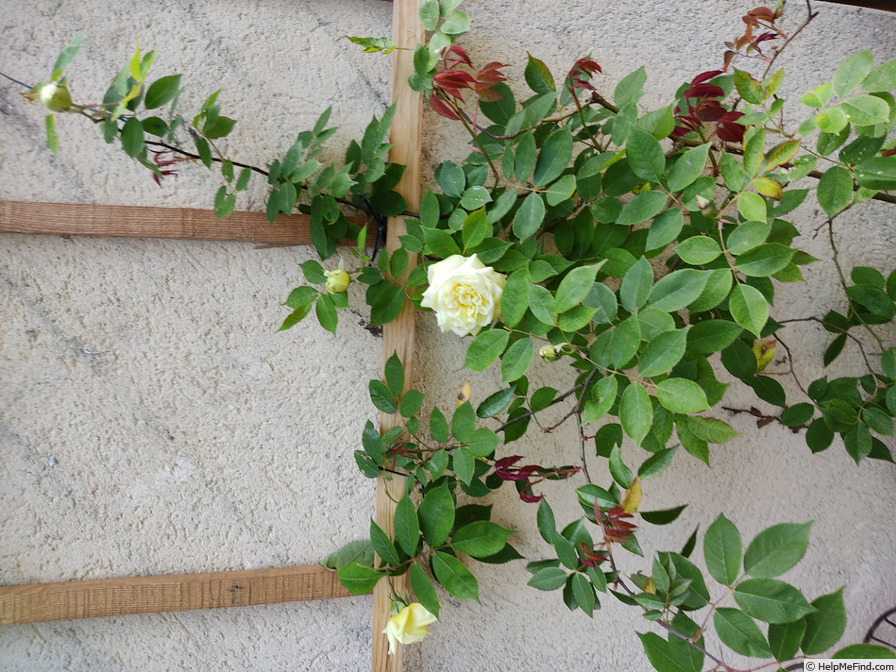 'Nardy' rose photo