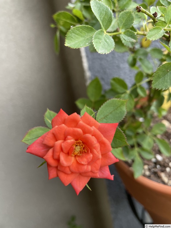 'Humdinger' rose photo